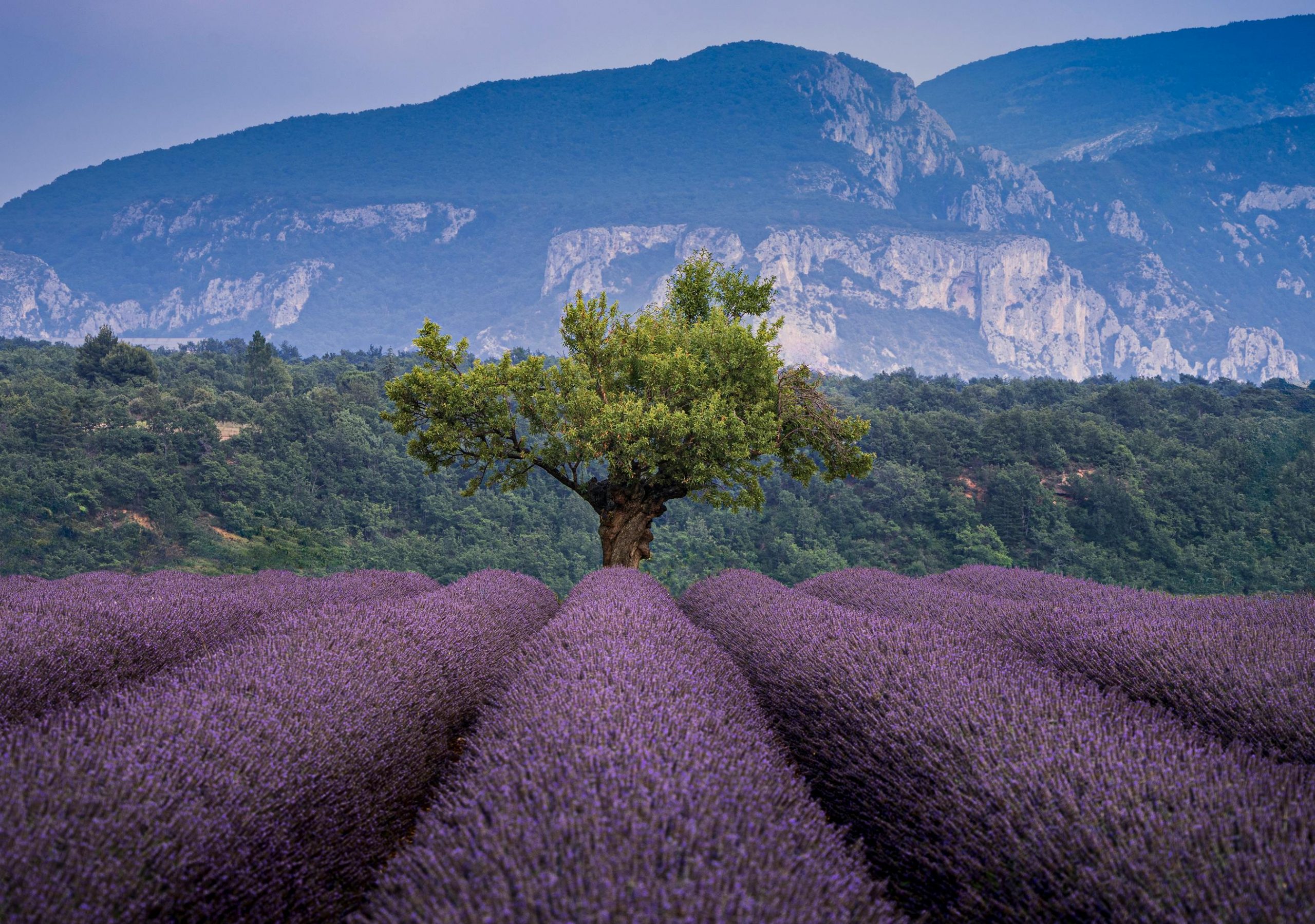 Un champ de lavande dans le Luberon, près de Gordes enProvence